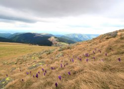 peisaj Transalpina 2019