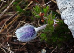 Transalpina strabatuta la pas 2019