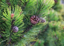 Transalpina strabatuta la pas 2019