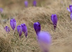 Transalpina strabatuta la pas 2019
