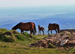 Transalpina strabatuta la pas 2019