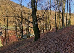 Pestera Liliecilor Moneasa din judetul Arad