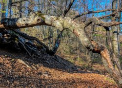 La Tunele din Poieni judetul Timis