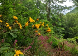 Ruinele Cetatii Jdioara din Banat