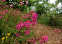 Ruinele Cetatii Jdioara din Banat