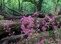 Ruinele Cetatii Jdioara din Banat