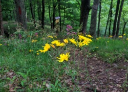 Ruinele Cetatii Jdioara din Banat