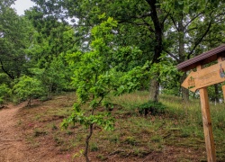 Ruinele Cetatii Jdioara din Banat