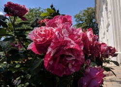 Manastirea Partos din Banat