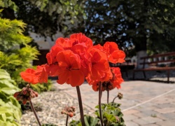 Manastirea Partos din Banat