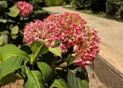 I Giardini di Zoe din Banpotoc