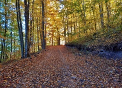 drum forestier catre Casa lui Arsenie Boca