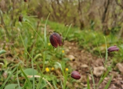 Lacul Dracului din Cheile Nerei