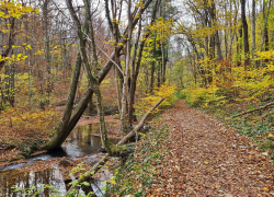 Valea Beusnita Cheile Nerei