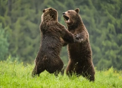 Povestea Romania Salbatica