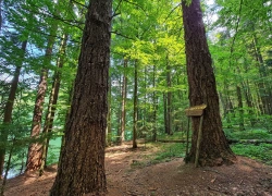 Traseul tematic Lacul Buhui din Anina