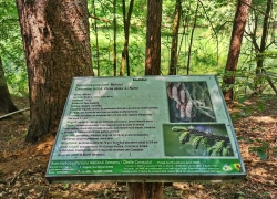 Traseul tematic Lacul Buhui din Anina