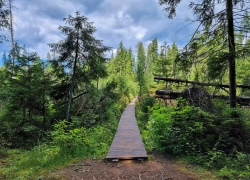 Rezervatia Tinovul Mare din Poiana Stampei