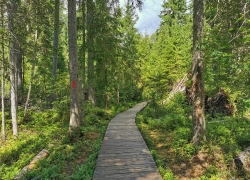 Rezervatia Tinovul Mare din Poiana Stampei