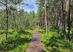 Rezervatia Tinovul Mare din Poiana Stampei