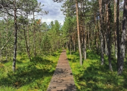 Rezervatia Tinovul Mare din Poiana Stampei