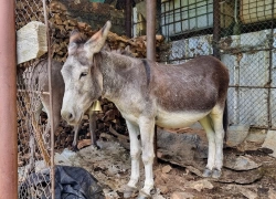 Schitul Patrunsa din jud Valcea