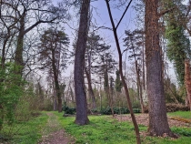 Parcul Dendrologic din Simeria