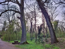 Parcul Dendrologic din Simeria