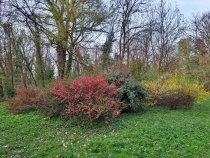 Parcul Dendrologic din Simeria