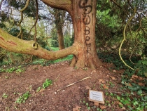 Parcul Dendrologic din Simeria