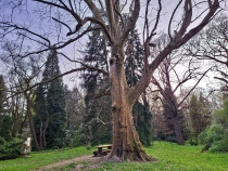 Parcul Dendrologic din Simeria