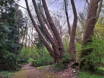 Parcul Dendrologic din Simeria