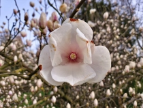 Parcul Dendrologic din Simeria