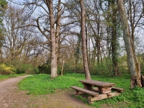 Parcul Dendrologic din Simeria