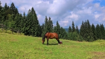 Satele Tonchei si Chicera din Bucovina