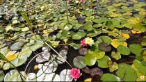 Gradina botanica din Jibou (Vasile Fati)