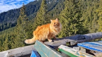 Prapastiile Zarnestilor - Cabana Curmatura - Piatra Mica