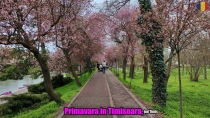 Primavara in Timisoara