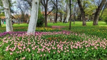 Primavara in Timisoara