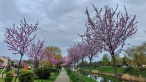 Primavara in Timisoara
