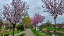 Primavara in Timisoara