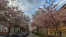 Primavara in Timisoara