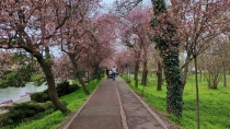 Primavara in Timisoara