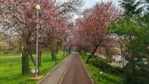 Primavara in Timisoara
