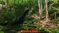 Pestera Plopa din jud Caras-Severin