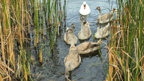 Parcul Natural Lunca Muresului din jud Arad