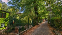 Parcul Natural Lunca Muresului din jud Arad