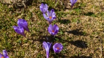 Traseu din Padis la Varful Biserica Motului din jud Bihor